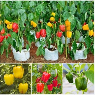 Hạt giống ớt chuông đà lạt - 10 hạt kns2503