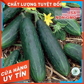 10h Hạt Giống Dưa Chuột - Bụi Siêu Nhỏ SpaceMaster (Cucumis sativus)