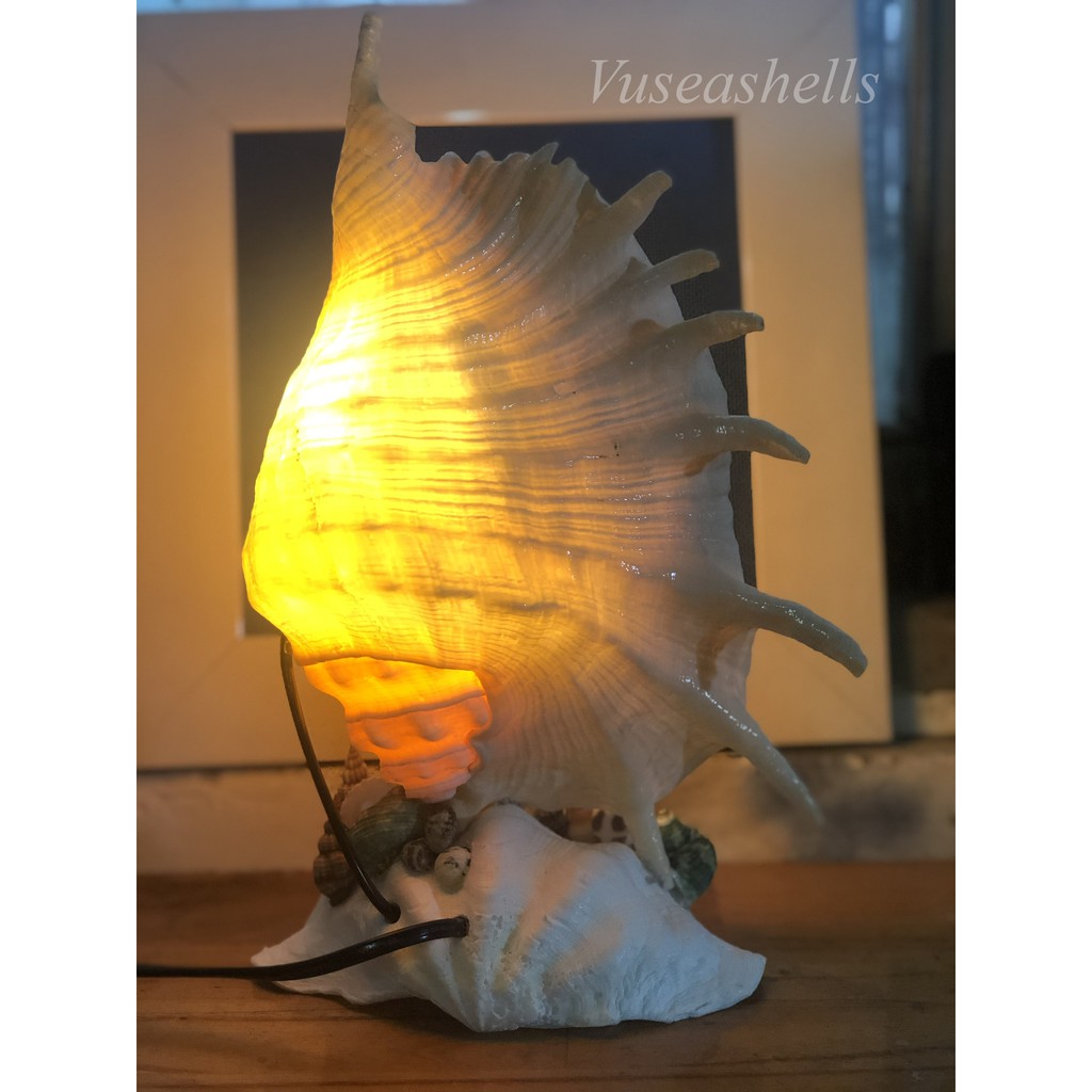 Đèn Vỏ Ốc Trang Trí,Vỏ Ốc Tai Bè, Màu sắc Tự Nhiên Cao 30cm