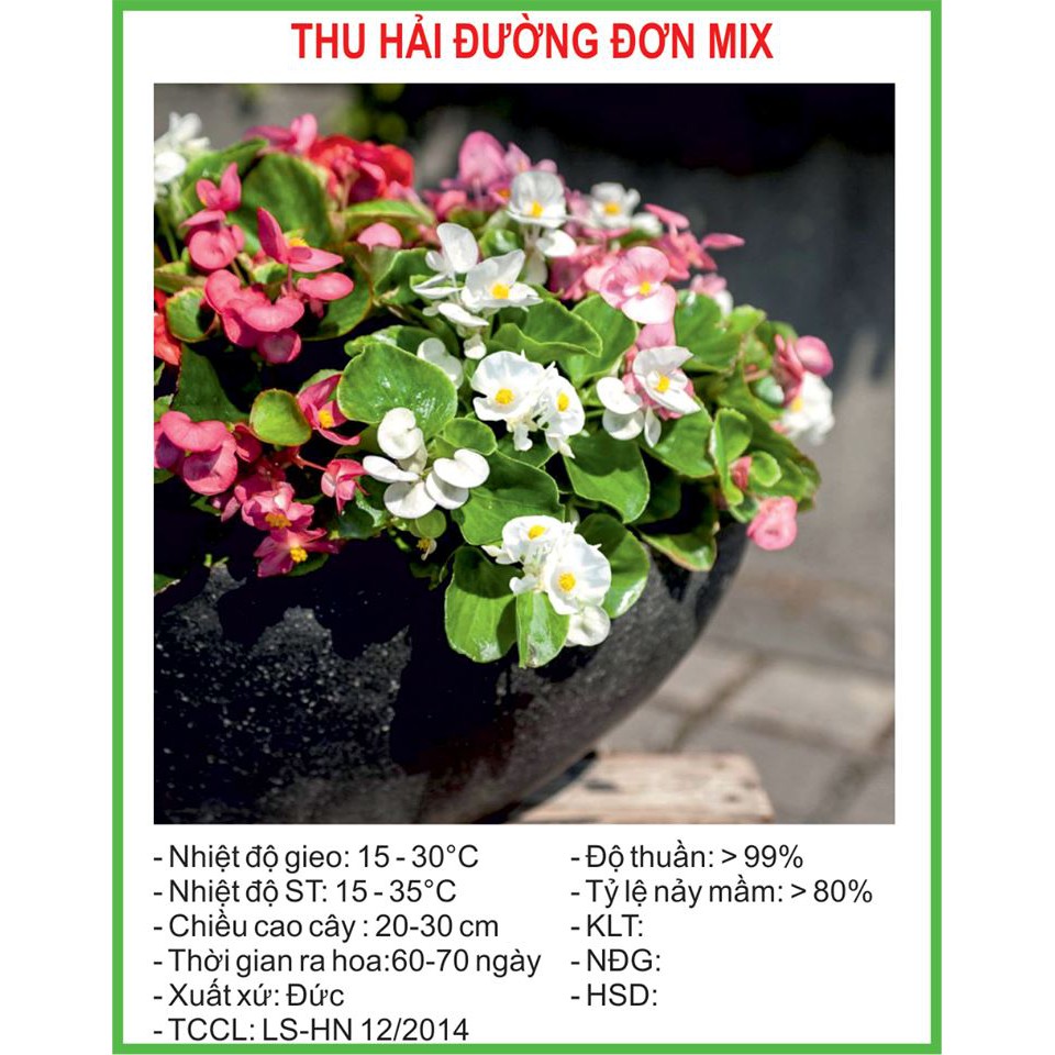 Hạt Giống Thu hải đường đơn Mix 10 Hạt/ Gói