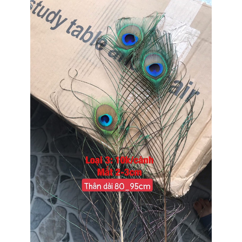 Lông chim công tự nhiên | BigBuy360 - bigbuy360.vn