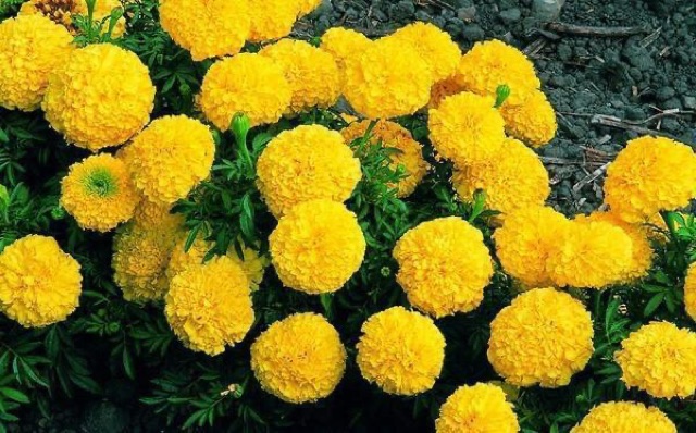 Hạt giống vạn thọ mỹ