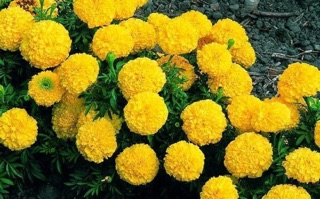 Hạt giống vạn thọ mỹ