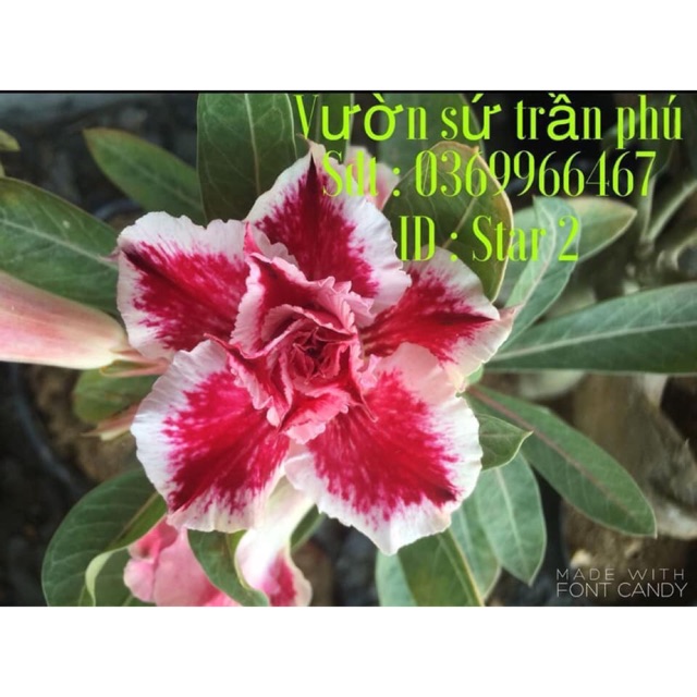 Hoa sứ star2