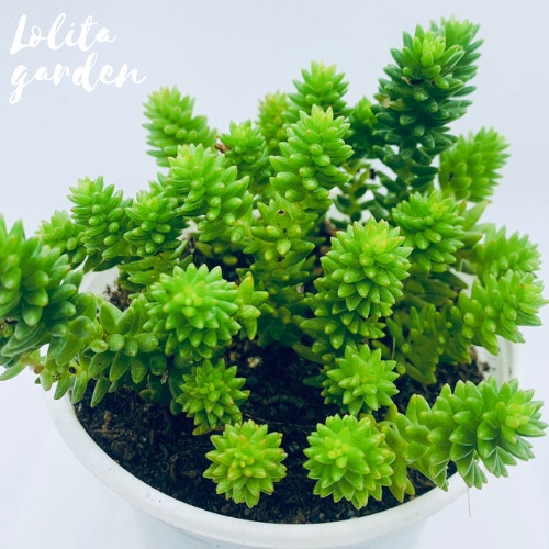 Sen đá sedum rong biển Đà Lạt size trung bình cây cảnh trang trí nhà cửa Lolita garden