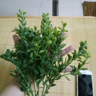 Lá ngâu nhựa