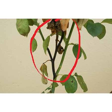 Bách bệnh gói 100 gam đặc trị rỉ sắt,đốm lá,sương mai,vàng lá,thán thư trên hoa hồng,cây cảnh và các loại rau