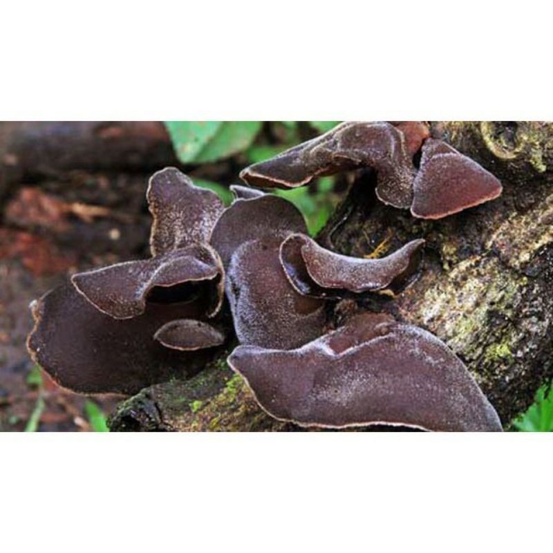 Mộc nhĩ- to,khô ngon cắt chân sạch sẽ