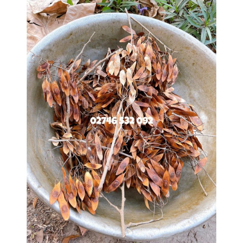 COMBO 100 HẠT GIỐNG GỖ SƯA ĐỎ  QUÝ