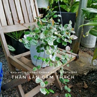 Thằn lằn... giống mới