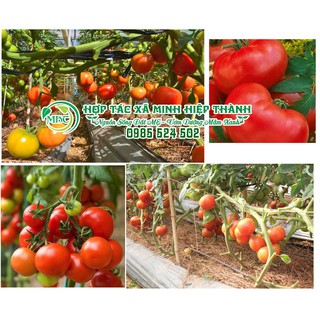 Sale off Hạt giống cà chua khổng lồ cực đẹp.