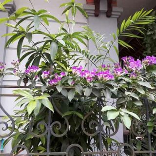 Cây 🌲 Lan tỏi.... ♌ leo