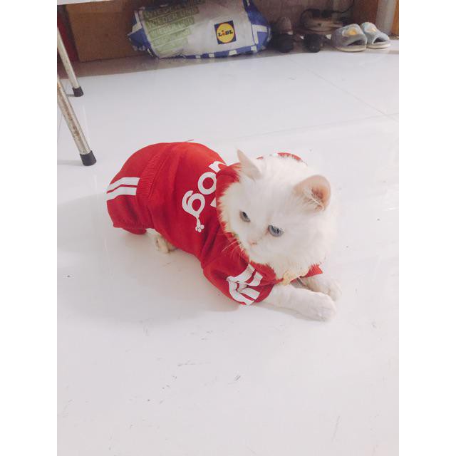 Quần áo chó mèo