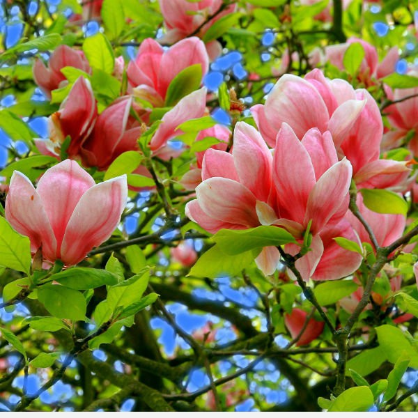 Hạt giống hoa mộc lan