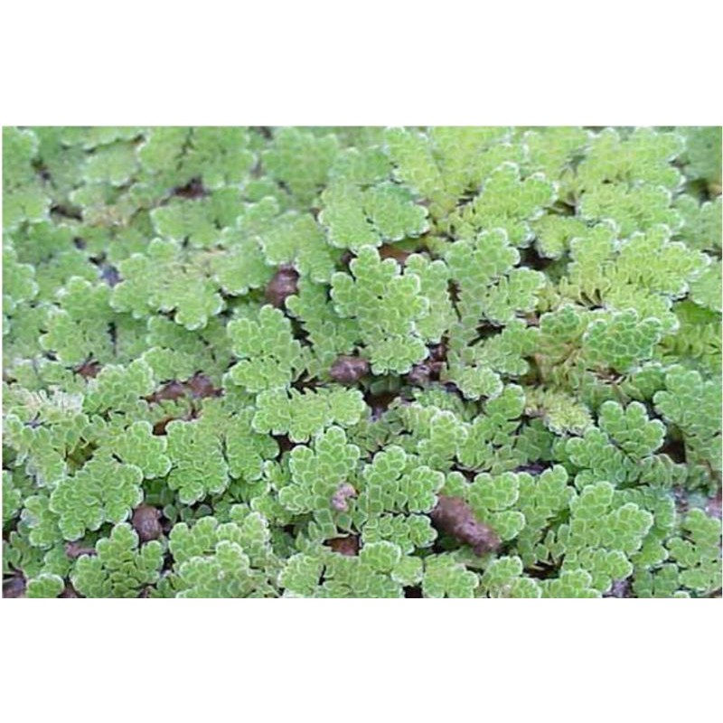 Bèo hoa dâu - trang trí bể cá