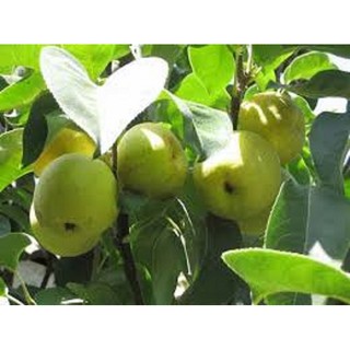 cây giống Lê xanh VH6 - chuẩn hàng F1