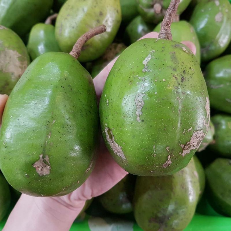 Cây  giống  cóc  cày.