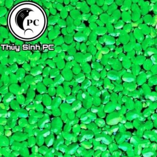 Bèo - Thủy Sinh - Cá Cảnh - Bèo Tấm