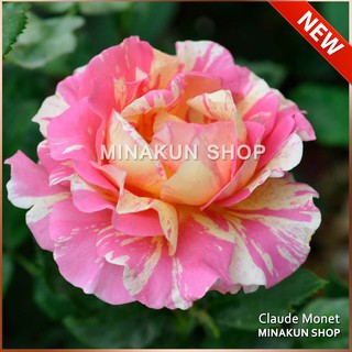 Hoa hồng ngoại Claude Monet sang chảnh MinaKun Shop