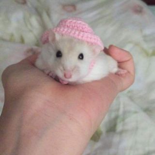 Nón hamster, sóc, bọ ú, rat,.... Bảng 3