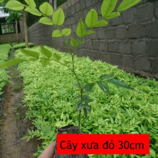 Cây Sưa Đỏ giống cao 30 -35 cm
