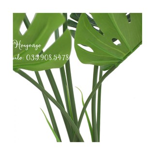 Cây lá xẻ, lá rách cao 1m5