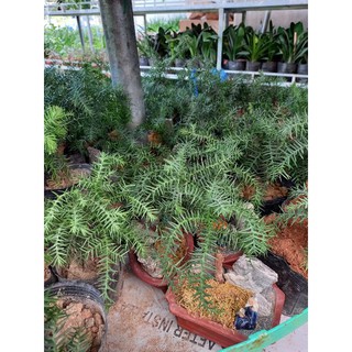 💚Cây Tùng xương cá 💚