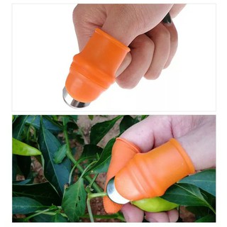 Ngón Tay Cái Hái Trái Cây Và Rau Củ