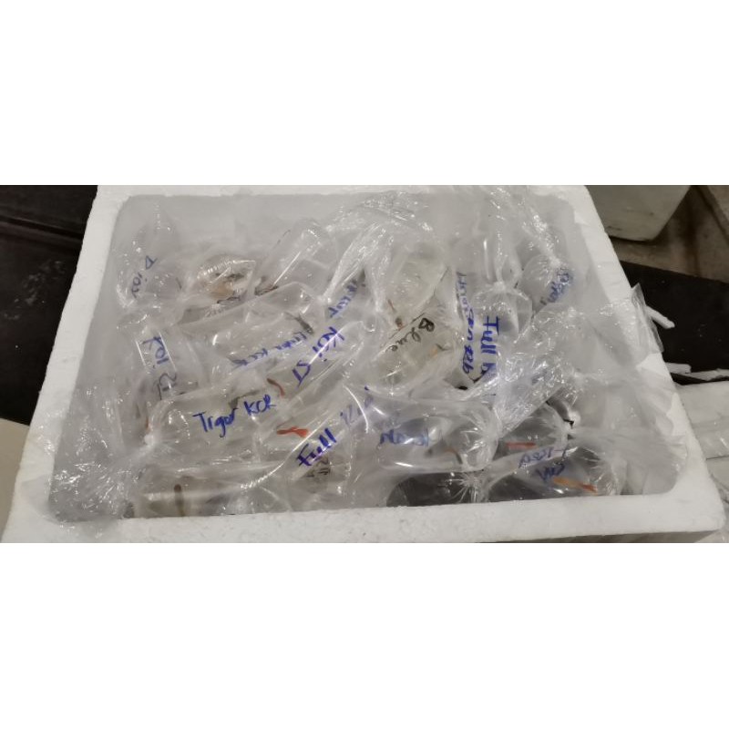 1 kg/size túi chuyên dụng đóng cá cảnh - Nga Guppy có 7 size 9*31,11*35/ 15*35/ 15*50/20*60/35*75/40*75,50*85,