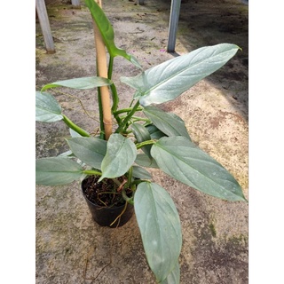 cây kiếm bạc Philodendron Hastatum