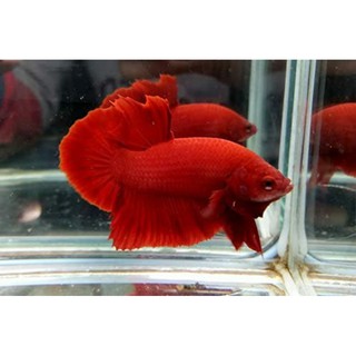 Thức ăn (cá Betta super red half moon)