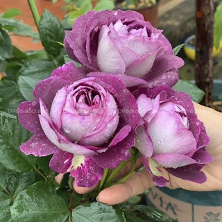 GỐC HOA HỒNG