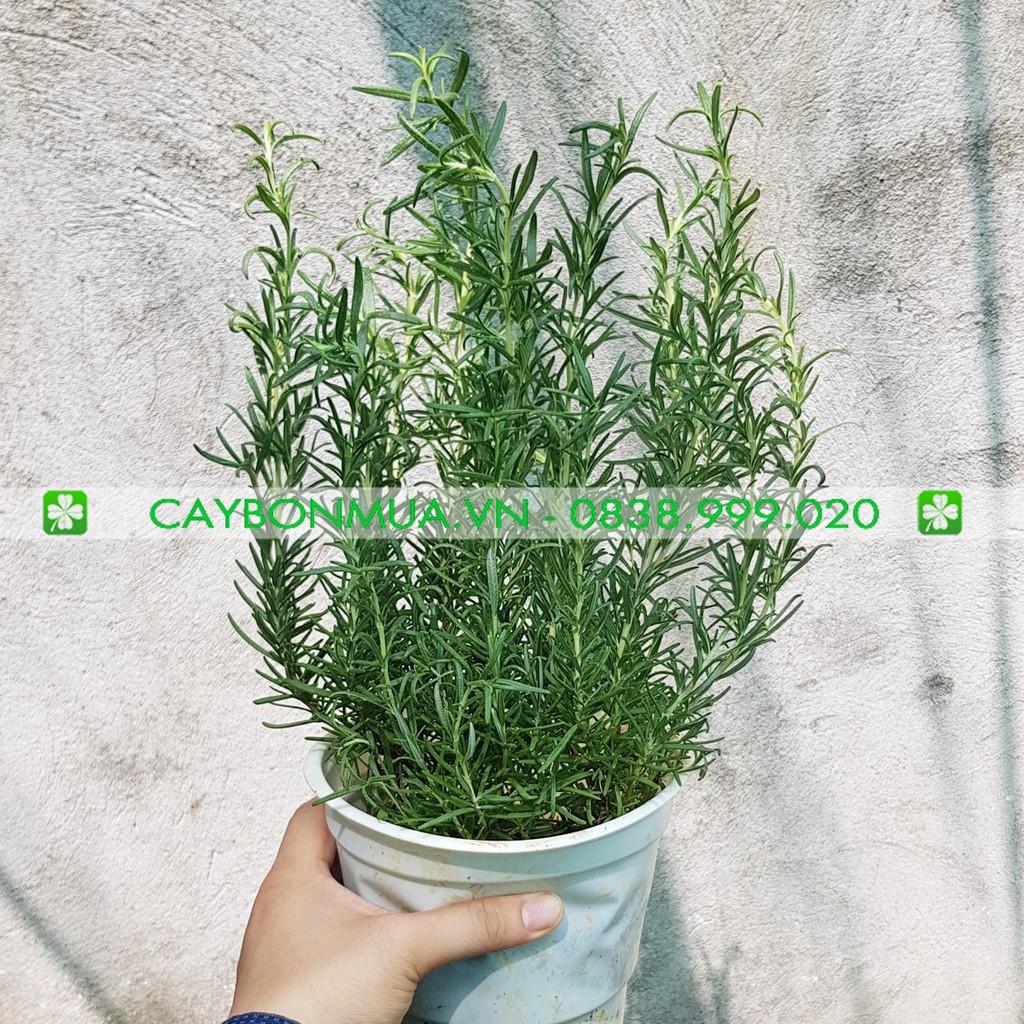 [TRI ÂN] Cây Hương Thảo - Rosemary ( ảnh thật), cây size trung cao 20-25cm, một chậu 3 thân.