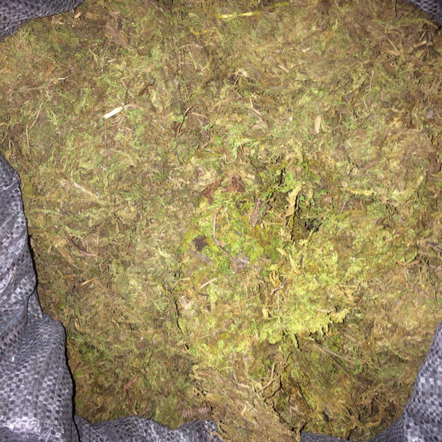 [SIEURE] Rêu rừng khô (2kg) hàng đẹp, phân phối chuyên nghiệp.
