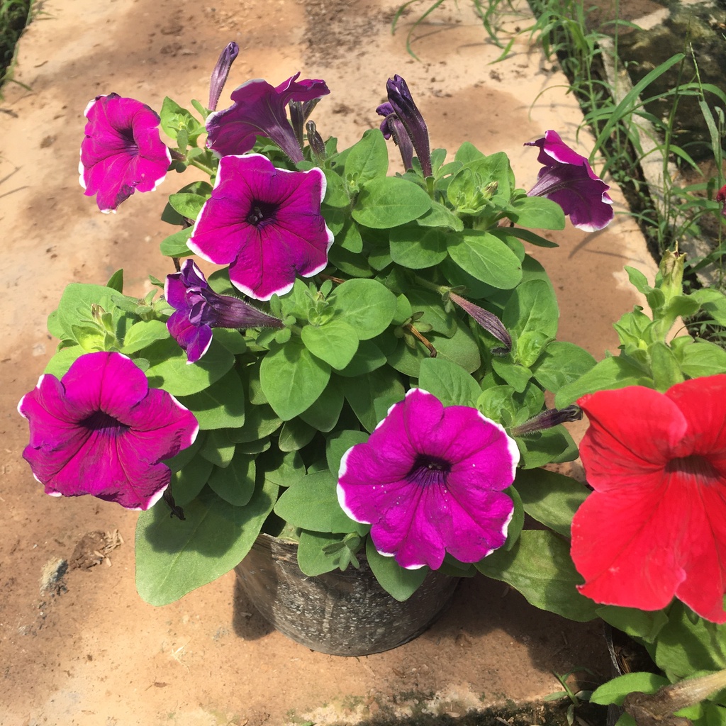 Cây Hoa Dạ Yên Thảo Nhiều Màu,Sẵn Nụ Và Hoa