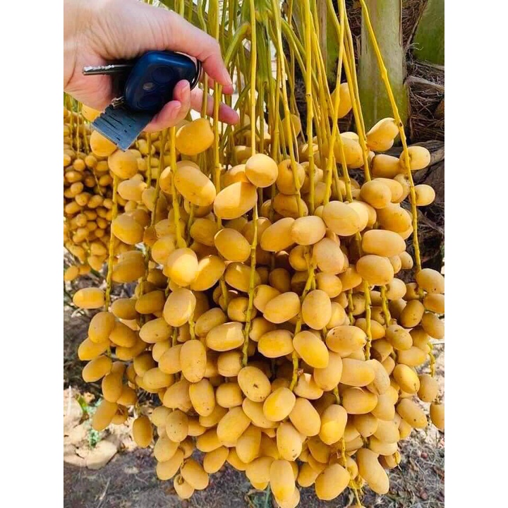 CÂY GIỐNG CHÀ LÀ SIÊU LÙN