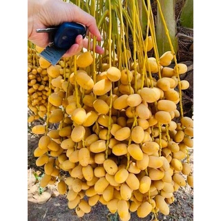 CÂY GIỐNG CHÀ LÀ SIÊU LÙN( SIÊU SỚM TRÁI TO NGỌT)
