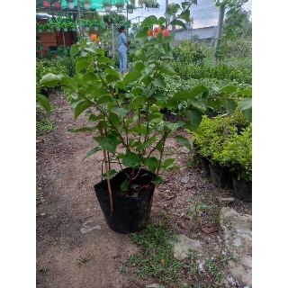 Cây Hoa Giấy