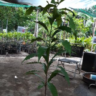 Vú sữa hoàng kim cây hạt cao 1m