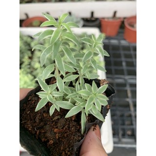 Sen đá Sedum Cỏ Trắng