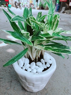 Chậu Cây Giữ Tiền