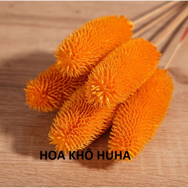 Hoa khô TEASEL trang trí nhà cửa