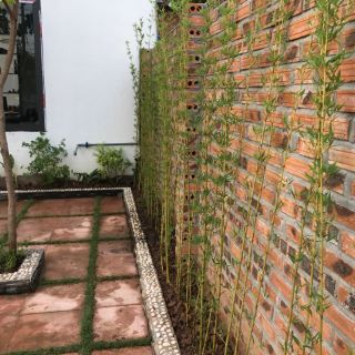 Combo 10 Cây trúc quân tử