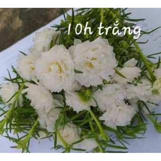 12 cành mưòi giờ cánh kép chọn màu