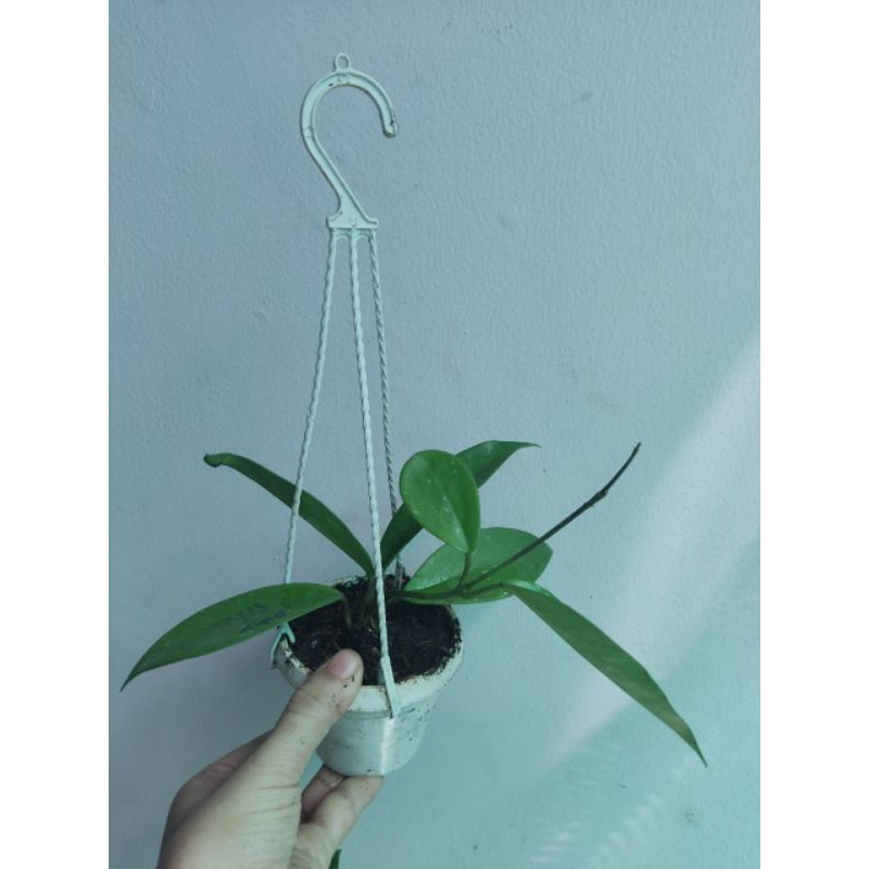Lan cẩm cù đủ màu