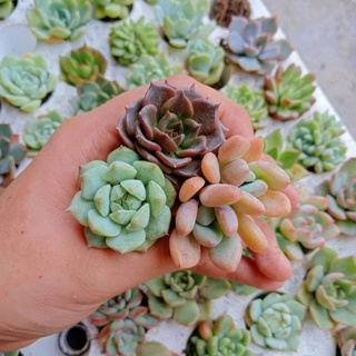 Sen Đá Mini, Combo 7 cây Sen Đá Mini (Liên đài)