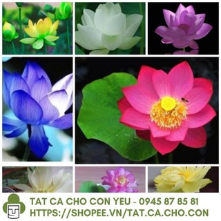 Hạt giống hoa Sen Nhật Mini - gói 5 hạt mix 5 màu