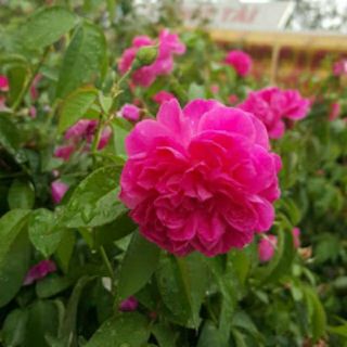 Hồng Tường Vy ( dây leo )