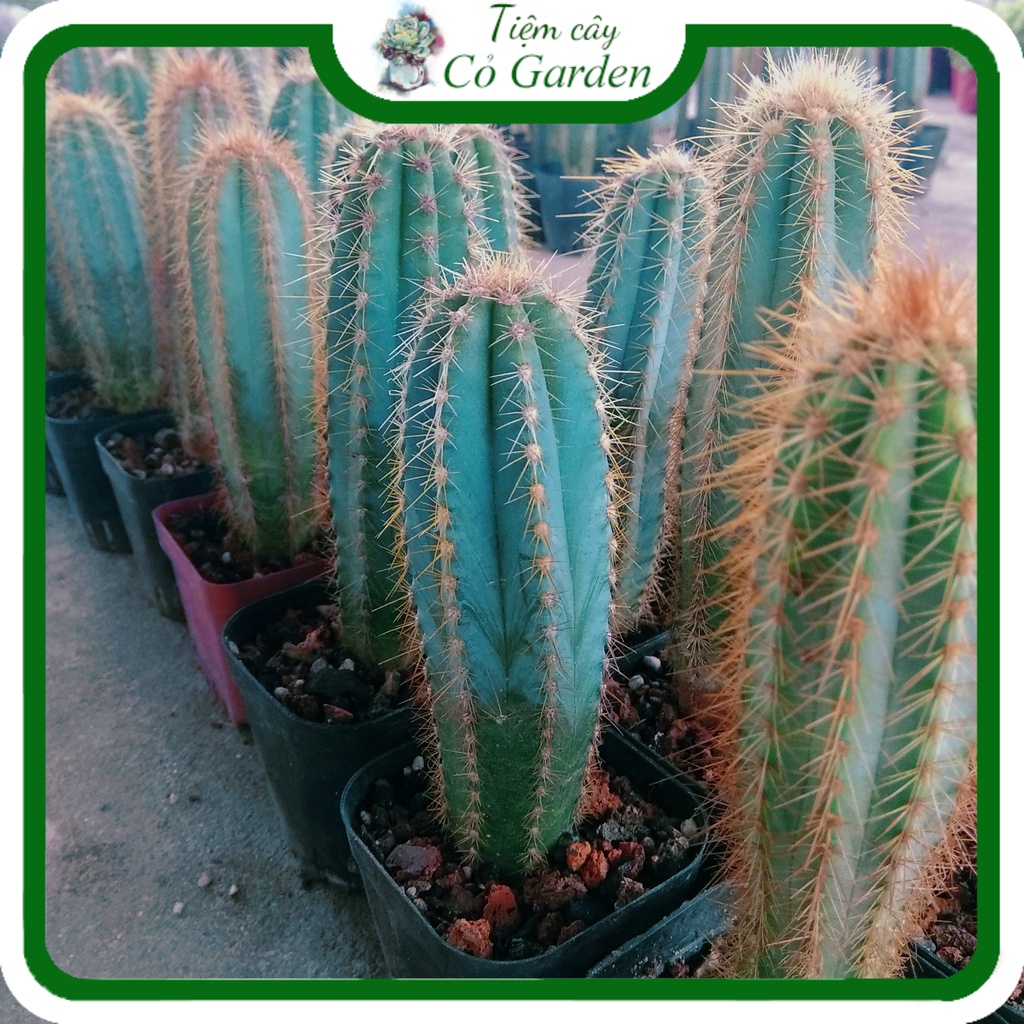 Xương rồng trụ gai 20cm 💥 GIẢM 70K PHÍ SHIP CHO ĐƠN TỪ 300K 💥 xương rồng giá rẻ, dễ chăm, cây khỏe đẹp.