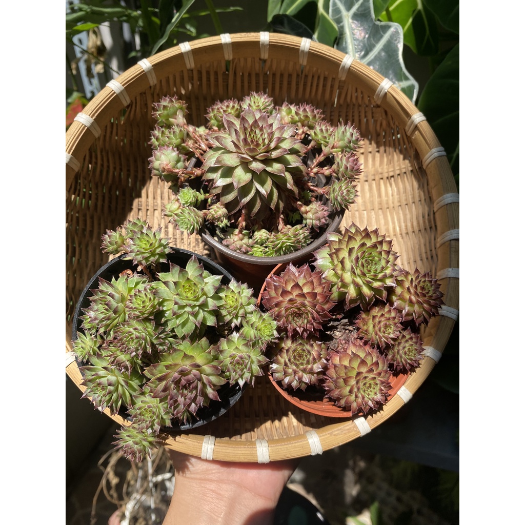 SEN ĐÁ PHẬT BÀ ĐỎ -SIZE 9-12CM-HÀNG NHẬP